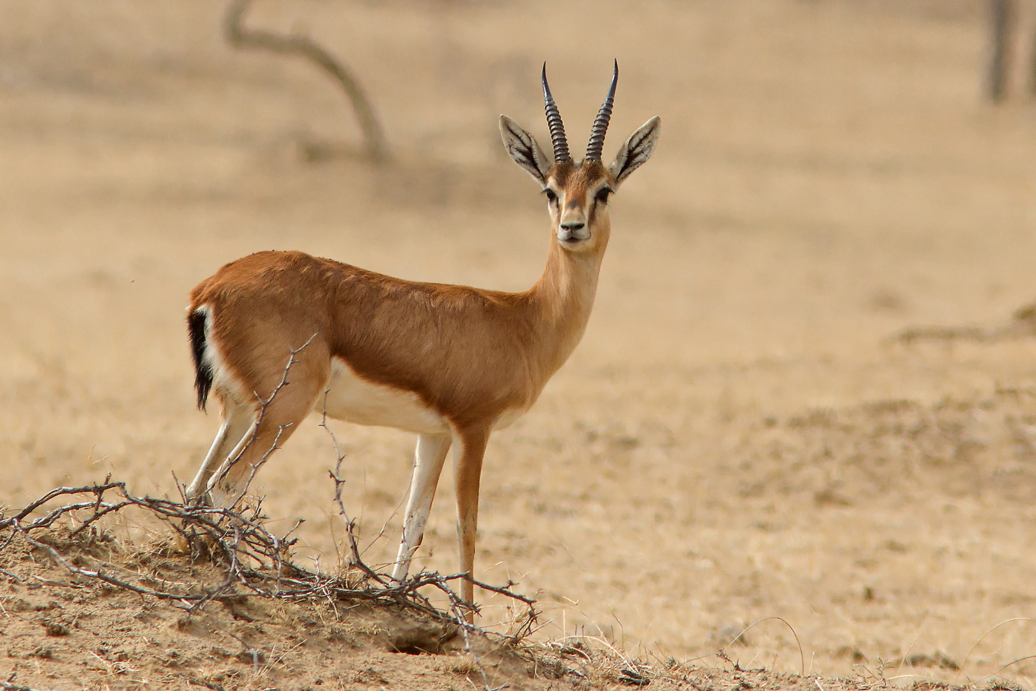 Chinkara gazelle of dry Rajasthan, present in the Mukundra landscape