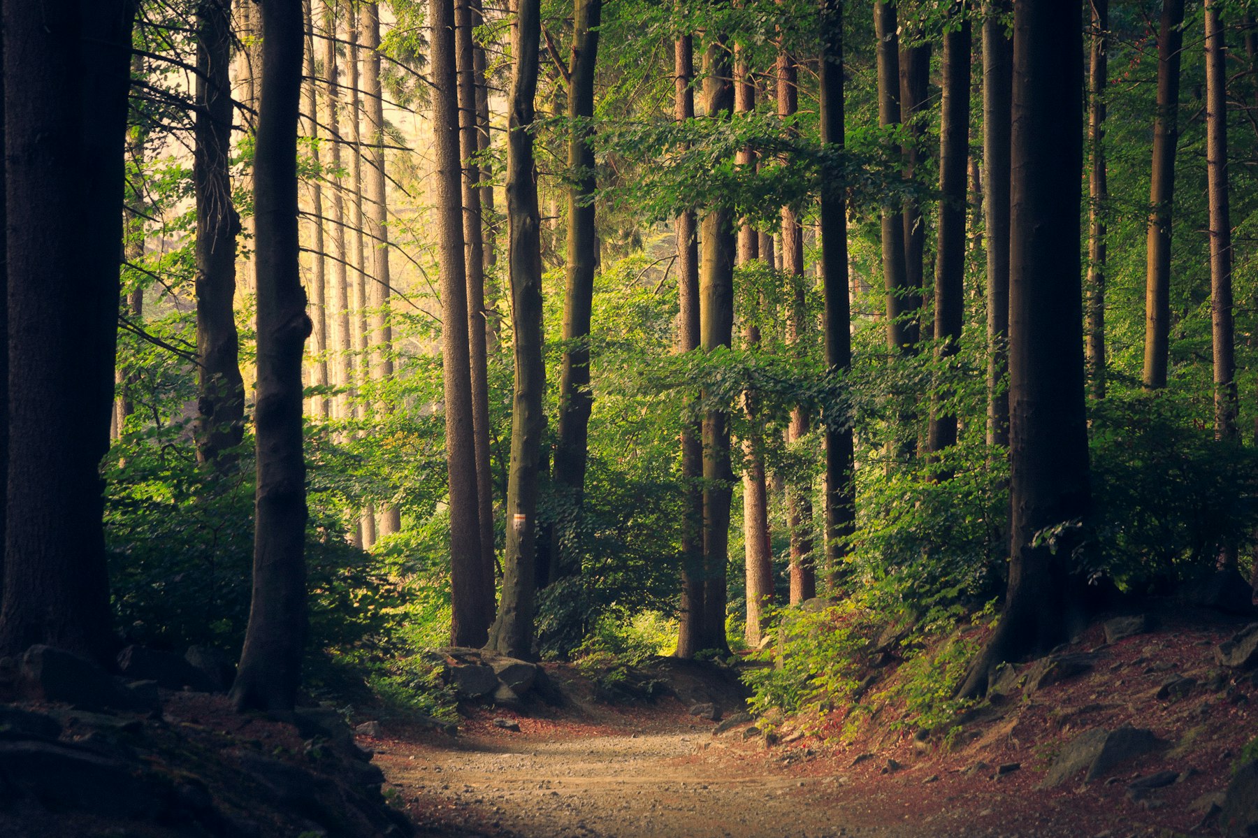 Forest trail on a Mukundra Hills safari