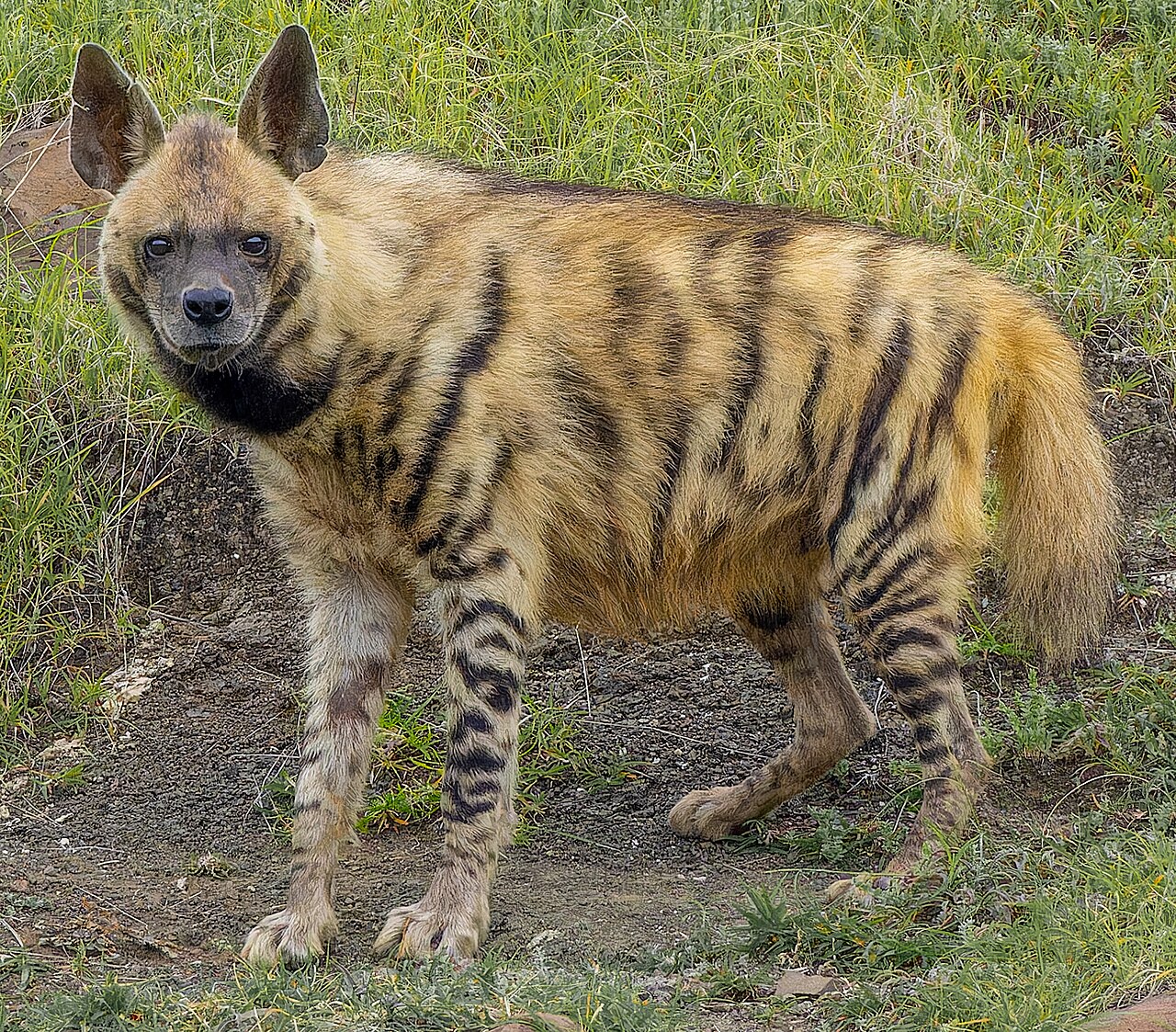 Striped hyena of the Indian dry forest around Kota