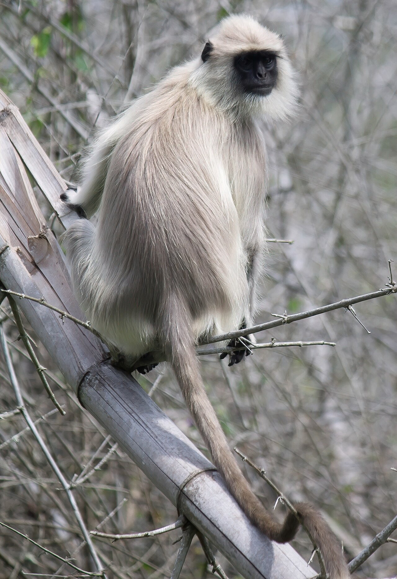 Gray langur, forest sentinel on Mukundra safari