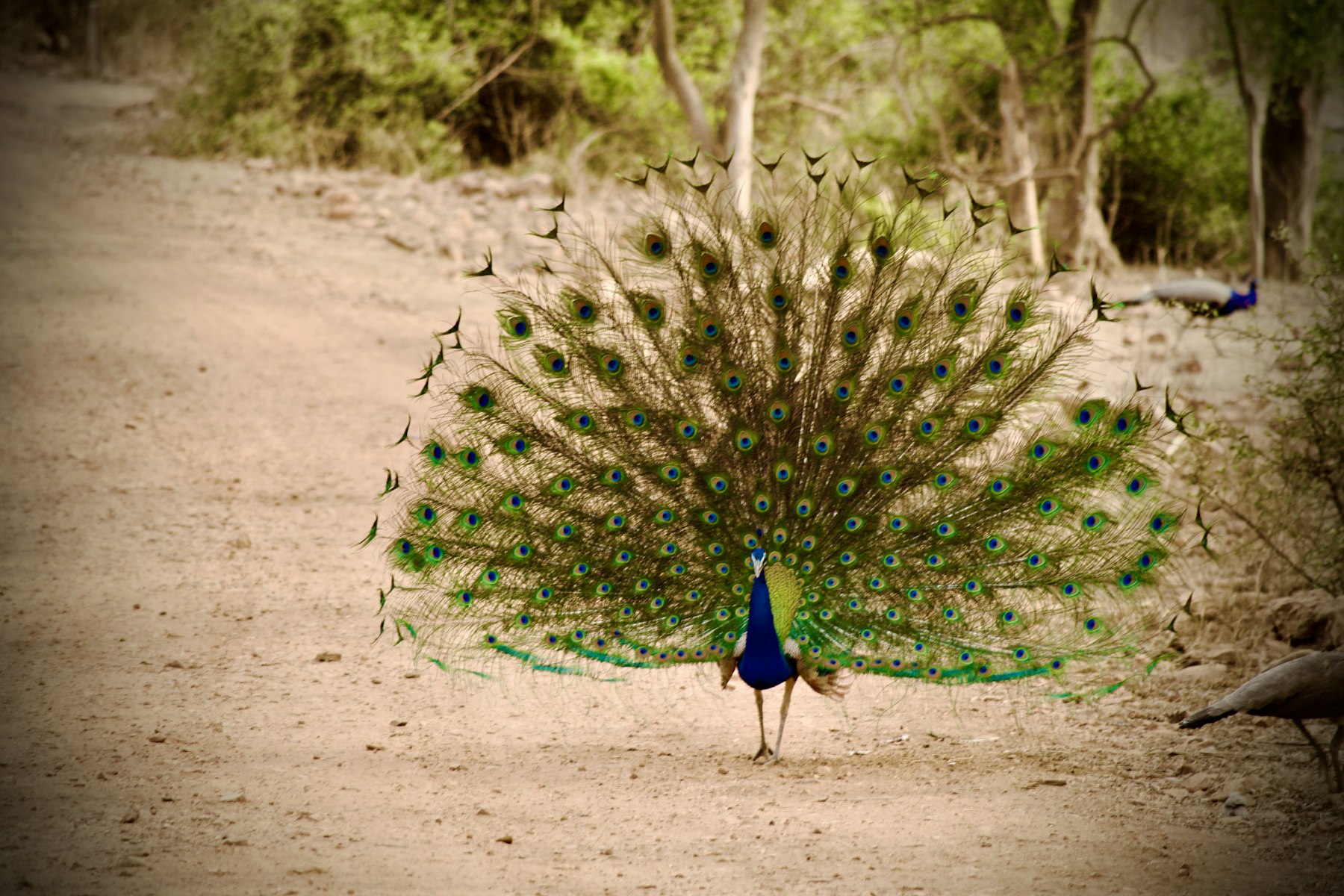 Peacock on a Mukundra forest safari track