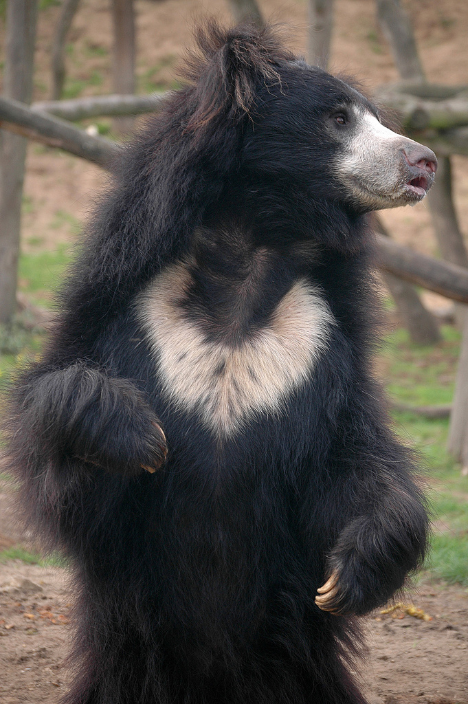 Sloth bear of Mukundra Hills