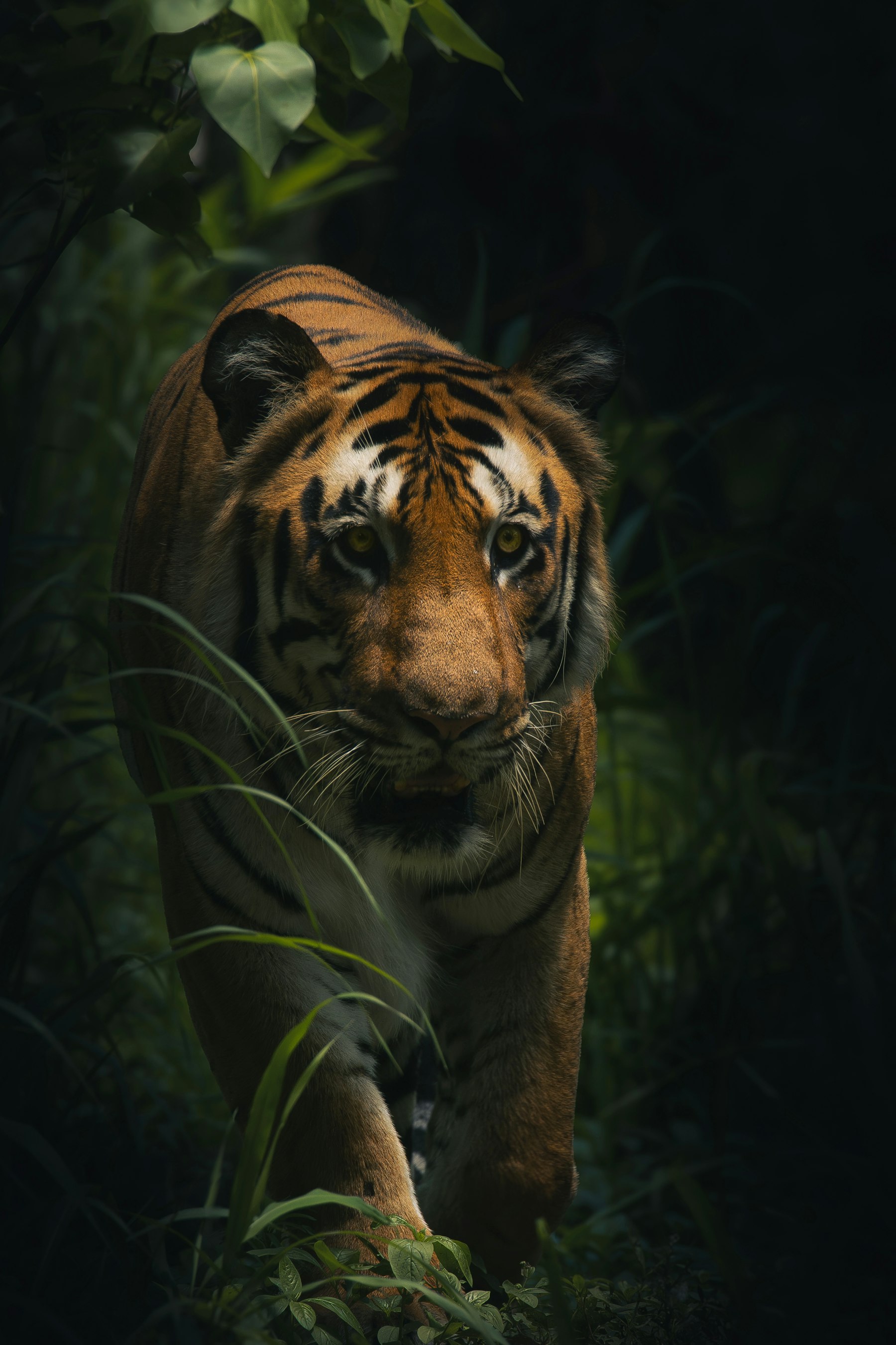 Tiger walking dry forest at golden hour