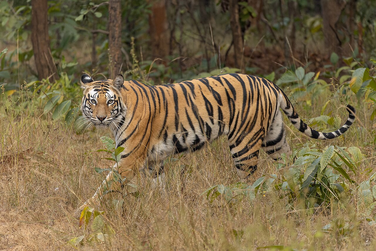 Bengal tiger in Mukundra Hills habitat near Kota